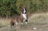 CORGI CARDIGAN 012